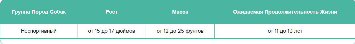 Бостон-терьер плюсы и минусы