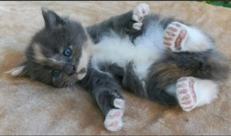 Порода кошки с 6 пальцами фото