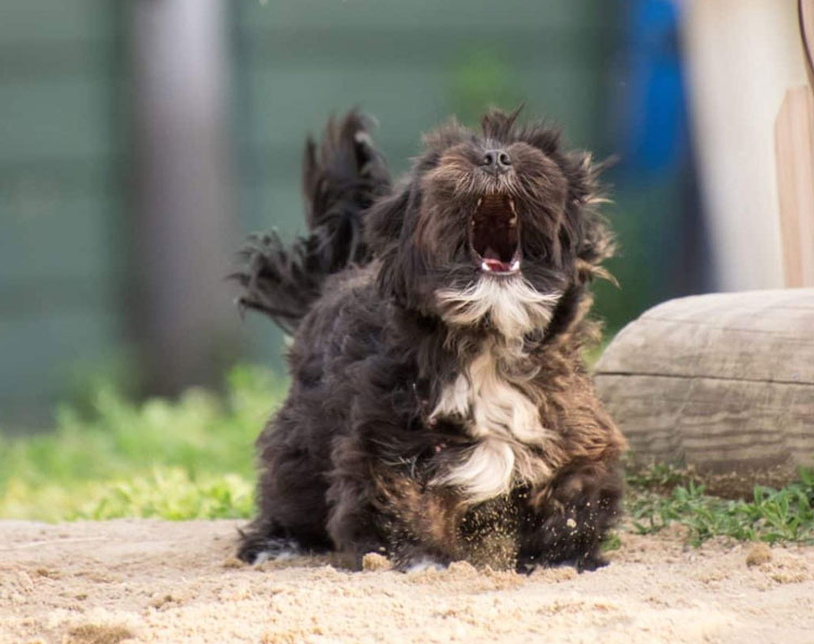 Aullido de perros que significa