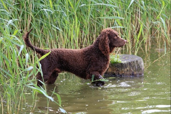 Американский водяной спаниель