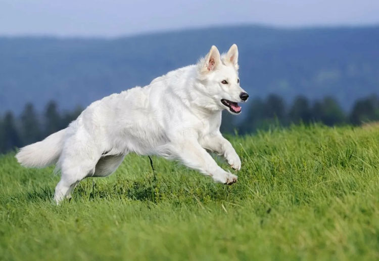 Berger Blanc Suisse