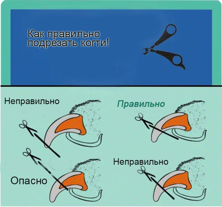 Как правильно подрезать когти собакам