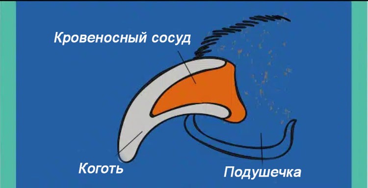 Как правильно подрезать когти собакам