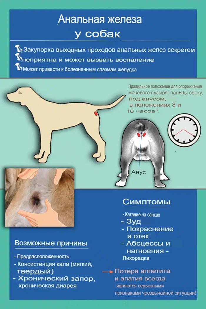 Почему собака ездит на заднице по полу