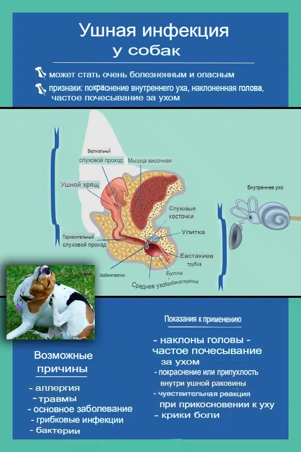 Ушные инфекции 