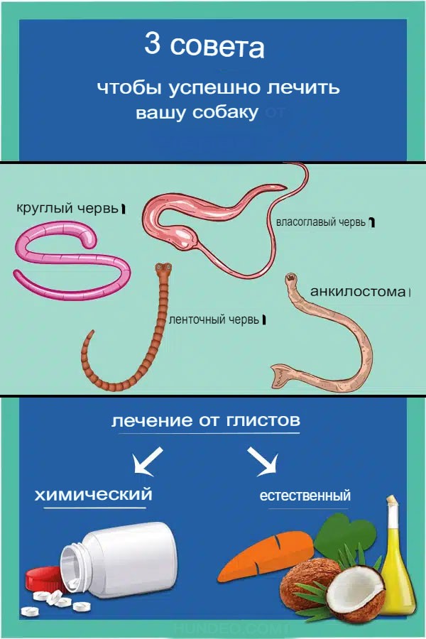 Глисты у собаки симптомы и признаки